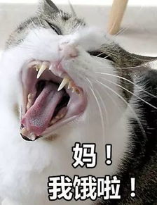 千万别给你妈发这组表情包,不然