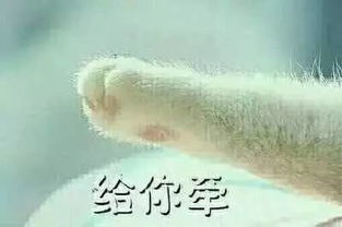 艺术生姑娘记住了,不要随便跟男朋友玩表情包