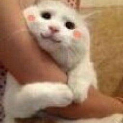 没有人可以,比老子更凶凶凶的小猫装逼可爱萌萌哒表情