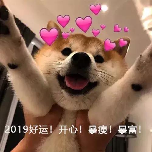 狗头护体表情包小动物