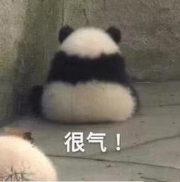 关晓彤长腿熊猫表情包开心笑话