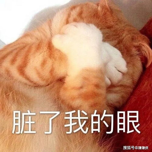 搞笑表情包图片森气,微信聊天天天见