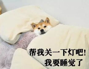 狗狗们的那些逗比秀恩爱,这个表情我给你满分