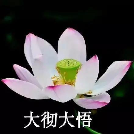 大家有没有关于花的头像或者背景图