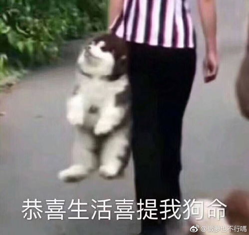点击查看橘妹卖惨