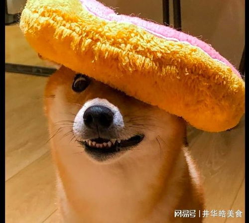 买了个甜圈圈造型枕头放在狗头上,它一动也不敢动,表情我看笑了
