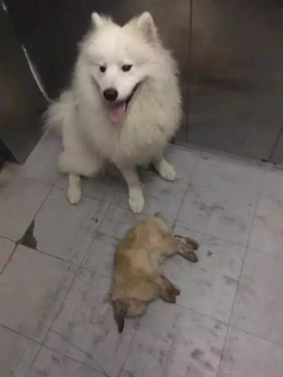 养了萨摩才明白,原来它只有睡觉的时候才是微笑天使