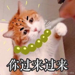 剑网3优秀表情包欣赏推荐萌喵你过来过来