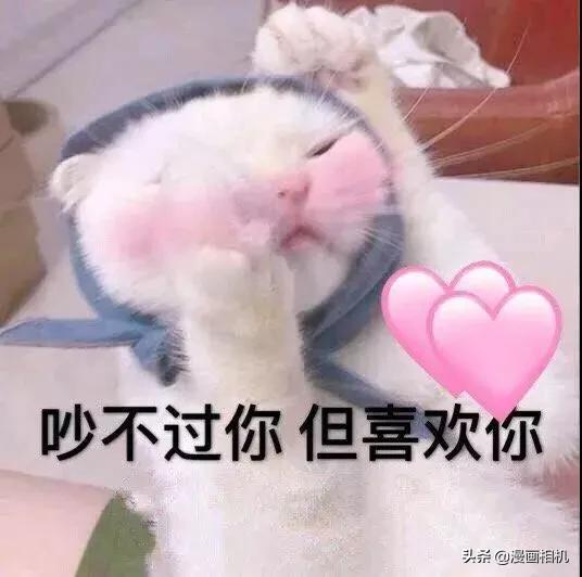表情包吵不过你,但喜欢你
