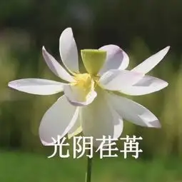 荣耀20pro谍照曝光4摄潜望镜头锤死p30