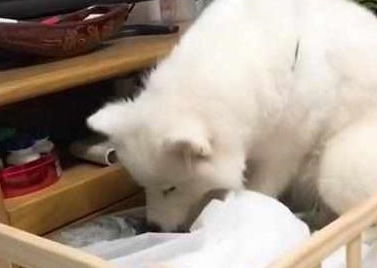 萨摩自愿当月嫂,帮美短照顾一窝奶猫,小表情亮了,奶猫不敢动