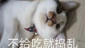 猫的表情包卖萌不理