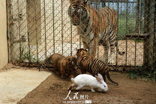 青岛动物园幼年狮虎豹不敌大白兔纷纷被吓住高清