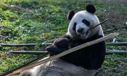 废除中国权利,芬兰对华连开2枪,退返我国熊猫,中方接下挑战书