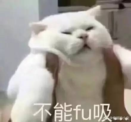 一大波猫咪表情包正在来袭,请接招...