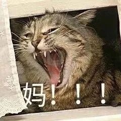 这个寒假你长肉吗总第1039期