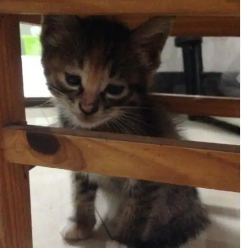 小猫咪和小狗崽打架,战败后猫咪很伤心,回家寻求主人安慰