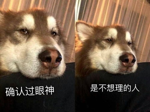 在杠组长期更新无水印表情包