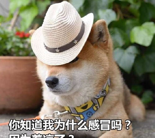 颜值不分种类,竟然被一只狗狗撩到了你有没有心动