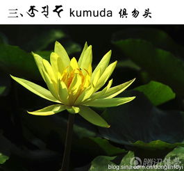 佛教的五种神圣莲花悟西的空间学佛网个人