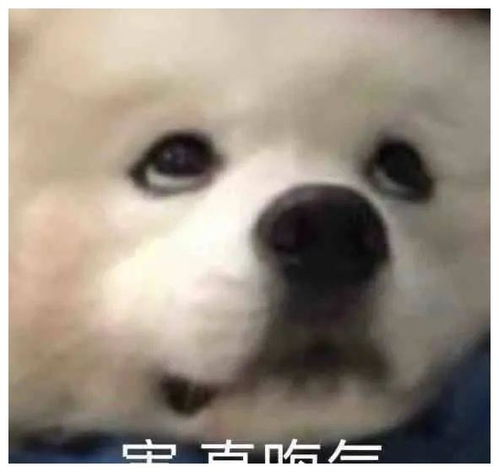 表情包丨老娘真可爱嘤嘤嘤嘤