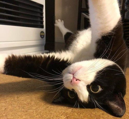 日本呆萌黑白猫体型超巨大网友惊比橘猫还猛