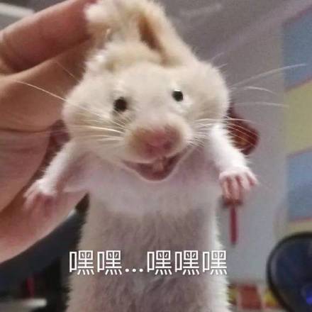 有哪些表情包小仓鼠