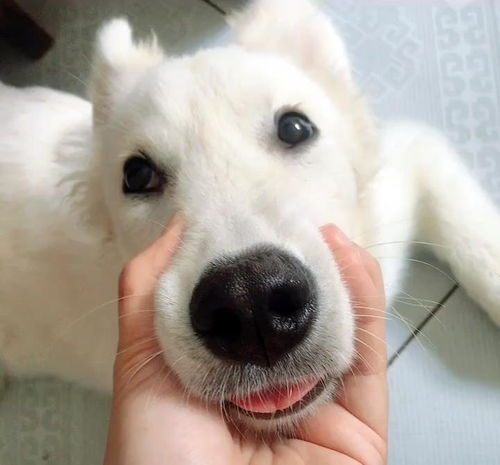 爱犬意外走失,主人天天寻找,23天后竟在狗肉馆发现了它