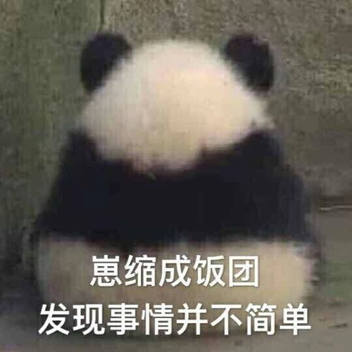 乖巧宝宝激动表情包熊猫