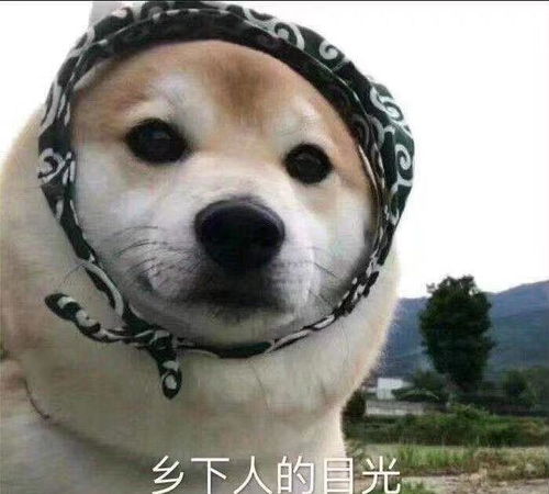 正经幽默段子,配上傻傻憨憨表情包,肚子都笑疼