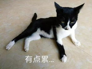 奶牛猫发神经各种尬帅,朕的表情包请收好