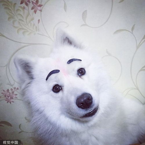 世界微笑日来看看小动物的治愈笑容
