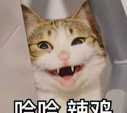 舒淇养猫过敏,满脸红斑继续吸猫对猫过敏可以根治吗