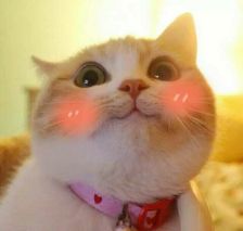 可爱的小猫超可爱猫咪表情包
