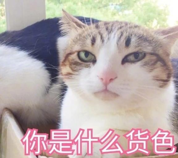 兽医忠告这几个行为,如同给猫上刑,别再做了