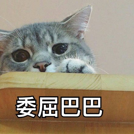 萌猫哭的表情包