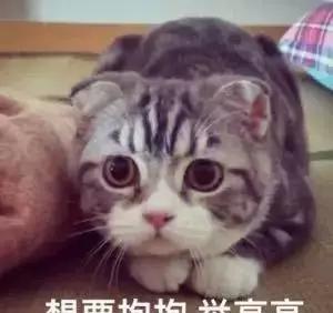 养猫真的会导致婴儿畸形