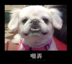 转贴可爱的小猫小狗