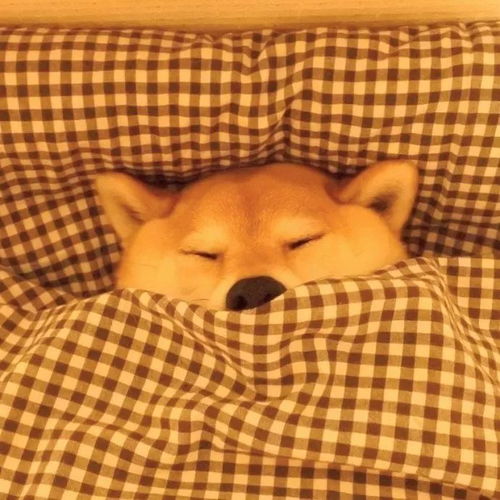 睡觉吧,狗命最重要