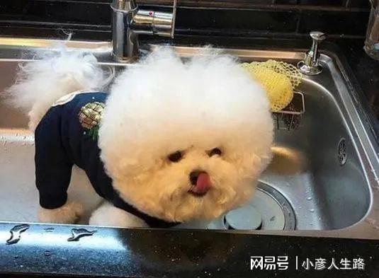 比熊犬向你讨吃时,会有这7个表现