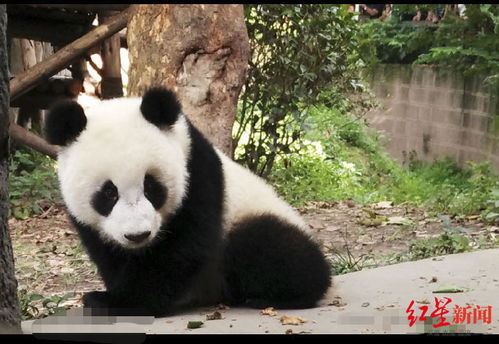 熊猫晶亮代言检察官,首款表情包今日正式发布