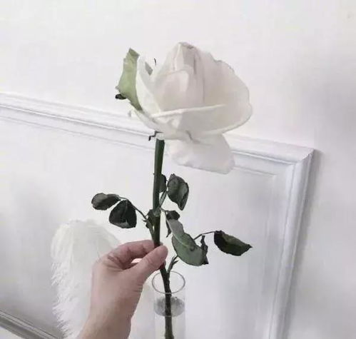 早知如此绊人心不如当初不相逢