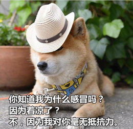 柴犬土味情话表情包合集你知道我的缺点是什么吗