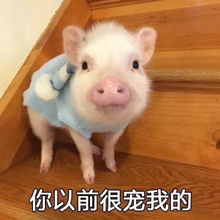 2019表情包大盘点,都是我今年聊天的快乐源泉哈哈哈