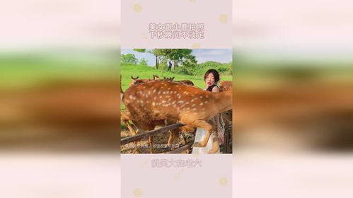 美女跟小鹿拍照,下秒瞬间不淡定,我隔着屏幕也是这表情