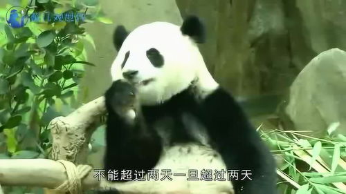 唯一一只被退货的大熊猫在马来西亚出生,退货原因让人哭笑不得