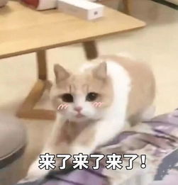 斗图互怼必胜表情包你这种小饼干,我都不用睁大眼睛看