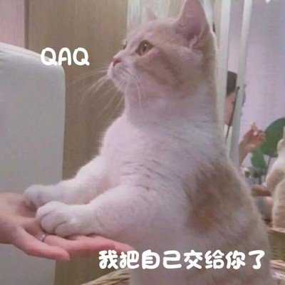 关居猫表情包超可爱猫咪表情包