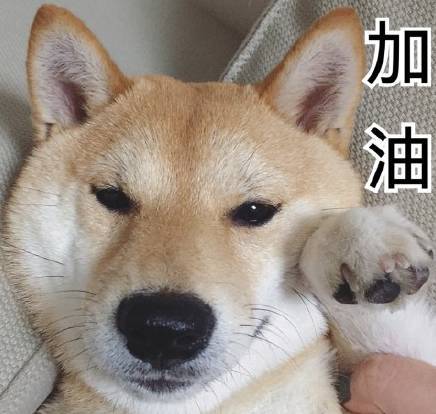 柴犬表情包,有谁需要快拿走,不用谢