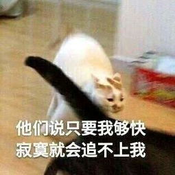 著名的表情包去世了,引发数十万粉丝哀悼